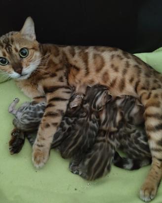 Cuccioli di gatto 100% razza Bengala