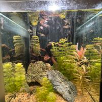 Acquario
