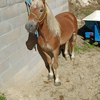Cavalli