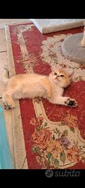 British shorthair golden