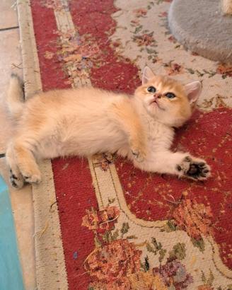 British shorthair golden