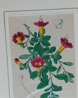 6 stampe antiche di botanica originale 