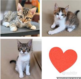 Gattini di 60 GG adozione in appartamento