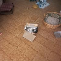 Gattino maschio di cinque mesi