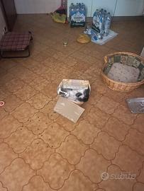 Gattino maschio di cinque mesi