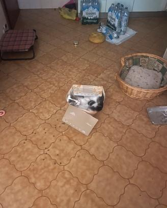 Gattino maschio di cinque mesi