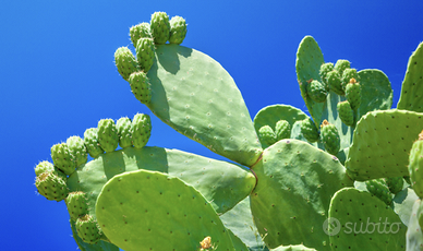 12 PALE DI FICHI D'INDIA x Giardino fai da Te!