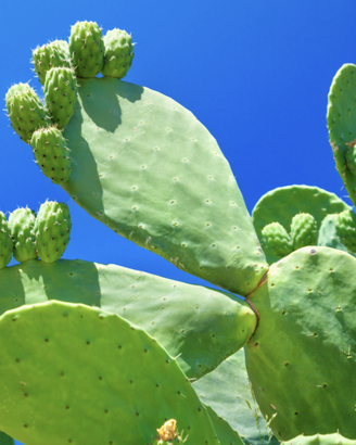 12 PALE DI FICHI D'INDIA x Giardino fai da Te!