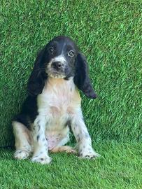 Cocker