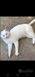 Gatto bianco