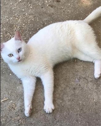 Gatto bianco