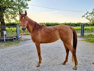Cavalla Araba