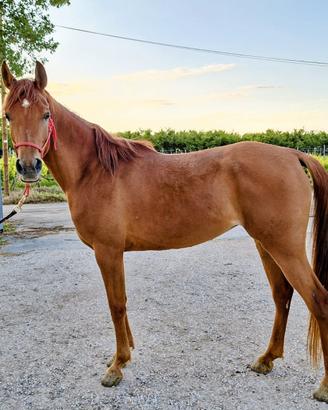 Cavalla Araba