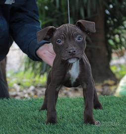 Cuccioli pitbull ukc
