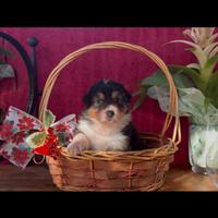 CUCCIOLI PASTORE AUSTRALIANO a Fiumicino