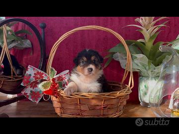 CUCCIOLI PASTORE AUSTRALIANO a Fiumicino