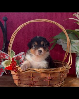 CUCCIOLI PASTORE AUSTRALIANO a Fiumicino