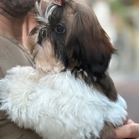 Shih tzu