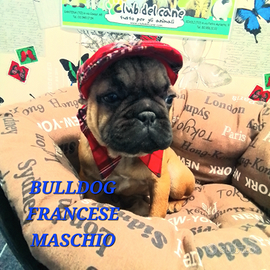 BULLDOG FRANCESE maschio 4 mesi