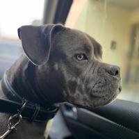 ?Disponibile per accoppiamento - American Bully?