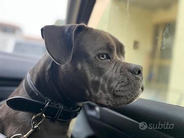 ?Disponibile per accoppiamento - American Bully?