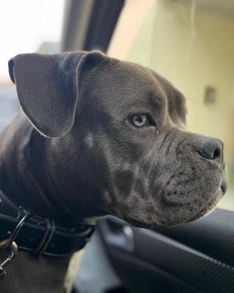 ?Disponibile per accoppiamento - American Bully?