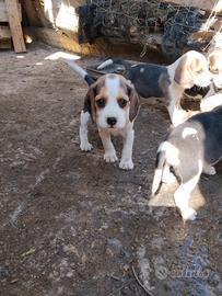 Beagle 