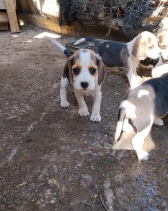 Beagle 