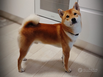 Shiba Inu maschio