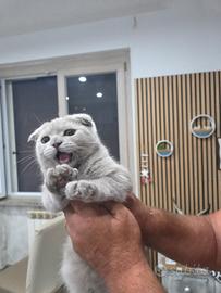 Cuccioli scottish