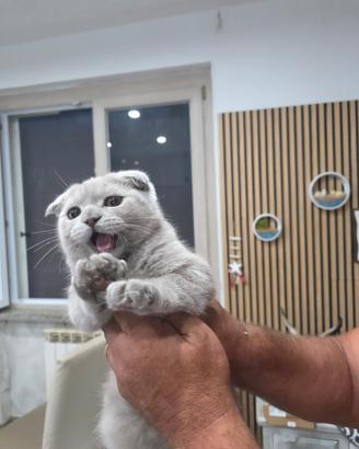 Cuccioli scottish