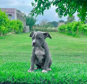 Amstaff blu occhi blu