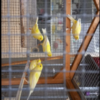 Canarini harzer roller