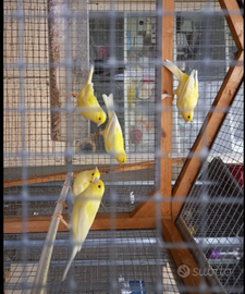 Canarini harzer roller