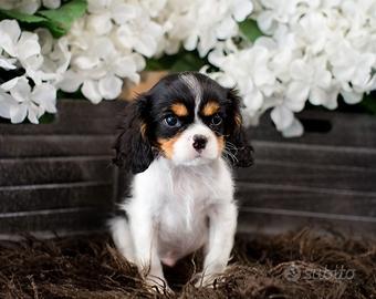CAVALIER KING CHARLES SPANIEL TRICOLORE puppy