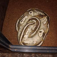 Pitone reale + teca + tappetino +termostato + acce