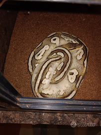 Pitone reale + teca + tappetino +termostato + acce