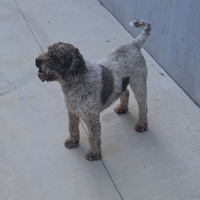 Lagotto romagnolo