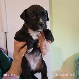 Cuccioli di American Pitbull Red e black nose