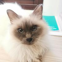 Gatto sterilizzato di razza sacro di birmania