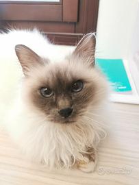 Gatto sterilizzato di razza sacro di birmania