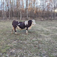 Toro pezzato rosso valdostano