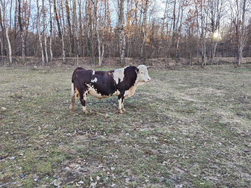 Toro pezzato rosso valdostano