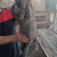 Conigli giganti da carne