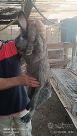 Conigli giganti da carne