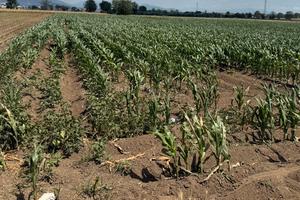 Terreno agricolo