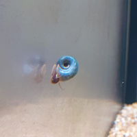 Lumache Planorbarius blu