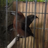 Coppia Crocieri comuni portatore di pastello