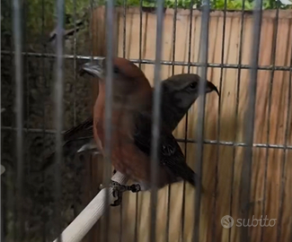 Coppia Crocieri comuni portatore di pastello