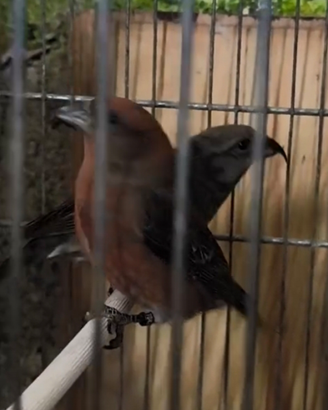 Coppia Crocieri comuni portatore di pastello